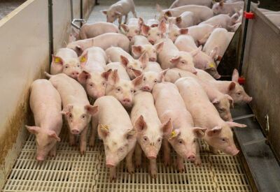 Imagem da notícia Mato Grosso do Sul está entre os cinco maiores abatedores de suínos do país